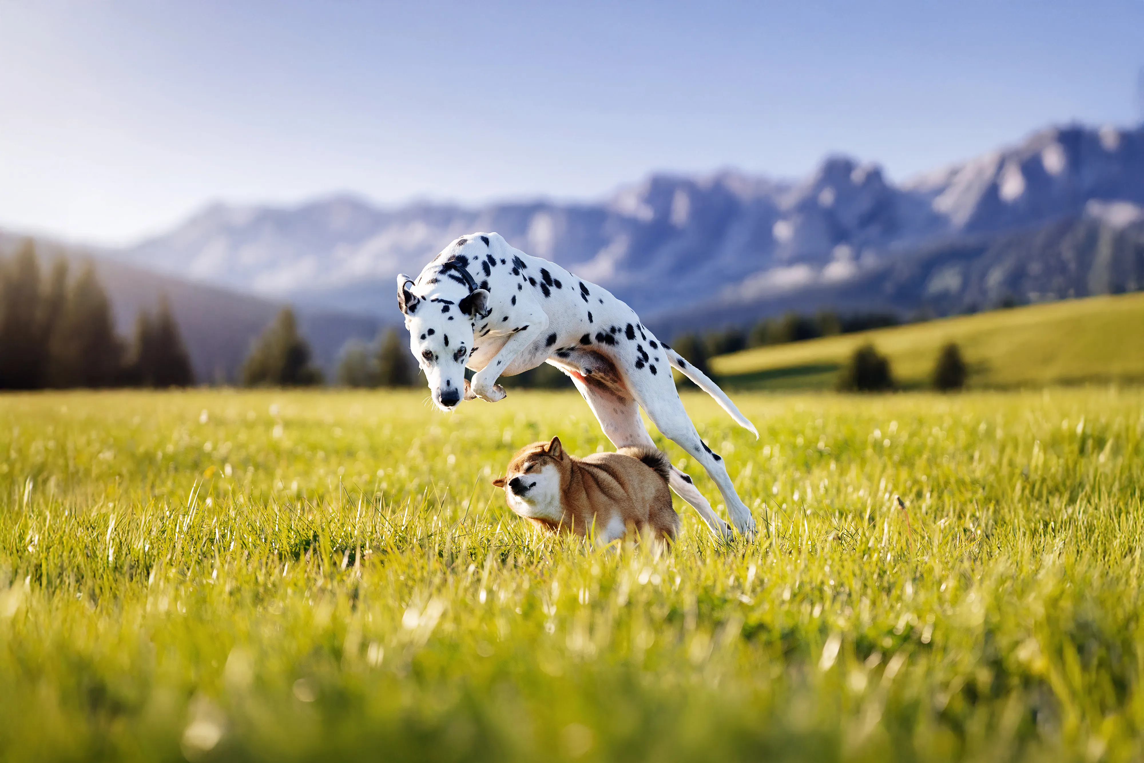 Chiens en action